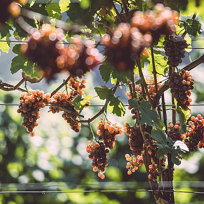 White wine grapes in Brixen, Italy